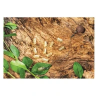 Protectie Extra Carp Nod Nr 8 Protectie Extra Carp Nod Nr 8