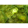 Carlige KORDA Wide Gape, Barbless, Nr.10 10buc/plic Carlige KORDA Wide Gape, Barbless, Nr.10 10buc/plic