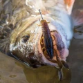 Creatura FOX RAGE New Critter Ultra UV, Lemon Tiger, 7cm Creatura FOX RAGE New Critter Ultra UV, Lemon Tiger, 7cm