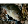 Grub Crazy Fish Vibro Worm 8.5cm 32 Shrimp Grub Crazy Fish Vibro Worm 8.5cm 32 Shrimp