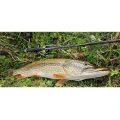 Lanseta SAKURA Ryokan FW Spin RFWS 702M, 5-21g, 2.13m, 2seg Lanseta SAKURA Ryokan FW Spin RFWS 702M, 5-21g, 2.13m, 2seg