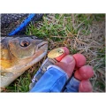 Lingurita rotativa RTB InLine Spinner Nr.1, 02 Gold Blade, 1.6g, 1buc/pac Lingurita rotativa RTB InLine Spinner Nr.1, 02 Gold Blade, 1.6g, 1buc/pac