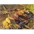 Method Feeder FEEDERX Stability Plus L, 80g, 1buc/pac Method Feeder FEEDERX Stability Plus L, 80g, 1buc/pac