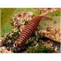Naluca FISHUP Tanta, 043 Watermelon Brown Black, 5cm, 9buc/pac Naluca FISHUP Tanta, 043 Watermelon Brown Black, 5cm, 9buc/pac
