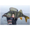 Naluca FISHUP Tanta, 043 Watermelon Brown Black, 5cm, 9buc/pac Naluca FISHUP Tanta, 043 Watermelon Brown Black, 5cm, 9buc/pac