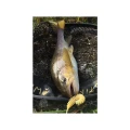 Naluca FISHUP Tanta, 043 Watermelon Brown Black, 5cm, 9buc/pac Naluca FISHUP Tanta, 043 Watermelon Brown Black, 5cm, 9buc/pac