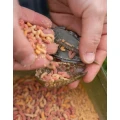 Cosulet KORUM Grub Feeder Camo, 45g, 1buc/pac