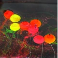 Pop-up Forte Powder Claumar Squid - Octopus 15GR 8mm Pop-up Forte Powder Claumar Squid - Octopus 15GR 8mm