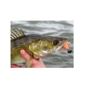 Shad Westin HypoTeez 12.7cm Crazy Firetiger